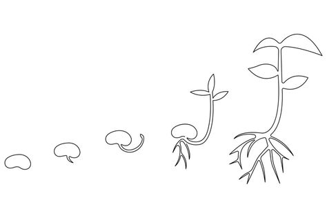 Continuous single line art drawing of plant growth processing from seed outline Seed Growing, Outline Pictures, Single Line Art, Body Part Drawing, Line Art Drawing, Set Ideas, Plant Drawing, Single Line, Cityscape Photos