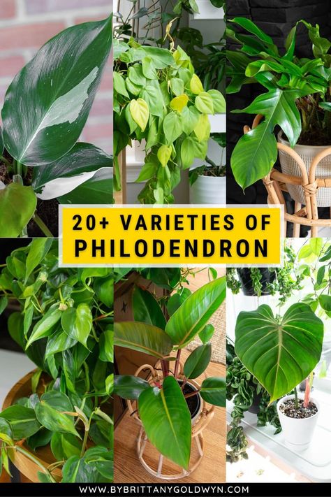 Looking for new philodendron types to add to your houseplant collection? Here is a list of 20 different varieties I've owned and cared for, plus ID photos and links to care guides. Different Philodendron Plants, House Plant Identification Pictures, Vining Philodendron Types, Philodendron Display Ideas, Types Of Philodendron Plants, Philodendron Plant Varieties, Philodendron Types, Philodendron Varieties, Fall Container Plants