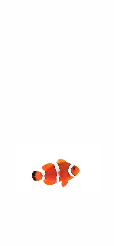 Ios15, minimal, wallpaper, iPhone 13 Minimal Wallpaper Iphone, Fish Iphone Wallpaper, Clown Fish Wallpaper Iphone, Fish Phone Wallpaper, Clownfish Wallpaper, Fish Background Wallpapers, Iphone Fish Wallpaper Hd, Fish Wallpaper Iphone, Minimal Wallpaper