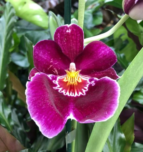 Miltonia Orchid, Orchid Bark, Spring Months, Annual Flowers, Mother Plant, Water Lighting, Fertility, House Plants, Orchids