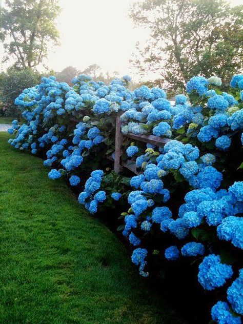 New England Home I adore getting to see the gorgeous hydrangea all over Dallas this time of year.  Are you as hydrangea crazy as I?... Fall Landscaping, Hydrangea Landscaping, Blue Hydrangeas, Hydrangea Garden, Garden Shrubs, Have Inspiration, The Secret Garden, Blue Hydrangea, Backyard Ideas