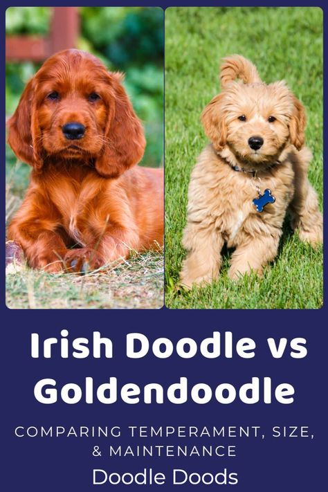 Irish Doodle Puppies, Irish Doodle Full Grown, Irish Doodle Haircut Styles, Irish Goldendoodle, Mini Irish Doodle, Doodle Training, Doodle Dog Breeds, Irish Doodle, Standard Goldendoodle