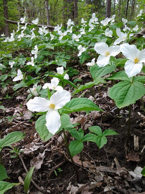 trilliums Ontario Flowers, White Trillium, Trillium Flower, Ontario Parks, Woodland Flowers, Bird Migration, Spring Wildflowers, Family Picnic, Woodland Garden