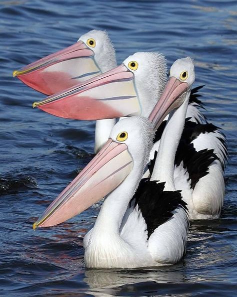 Pelican Photos, Pelican Art, Kangaroo Island, Australian Wildlife, Kinds Of Birds, Australian Birds, Shorebirds, Airbrush Art, Australian Animals