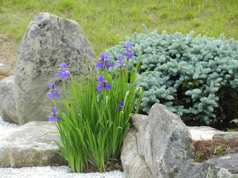 Add Beardless Iris to Your Garden for Springtime Blooms Iris Flowers Garden, Deer Proof Plants, Japanese Inspired Garden, Shade Landscaping, Japanese Iris, Landscape Design Ideas, Gravel Landscaping, Mulch Landscaping, Asian Landscape