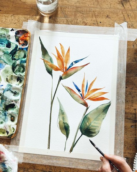 Watercolor Birds Of Paradise, Bird Of Paradise Watercolor Painting, Birds Of Paradise Watercolor, Bird Of Paradise Plant Watercolor, Watercolor Bird Of Paradise, Birds Of Paradise Drawing, Bird Of Paradise Sketch, Bird Of Paradise Illustration, Bird Of Paradise Watercolor