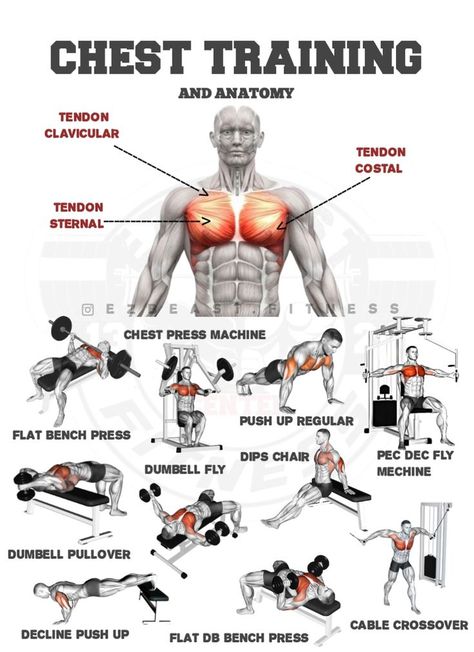 CHEST TRAINING EXCERCISE & ANATOMY (OTOT DADA). Gym Workouts Chest, Chest Gym Workout, Chest Workout Gym, Pec Workouts, Gym Chest Workout, 7 Day Workout Plan, Gym Guide, Chest Training, Bodyweight Back Workout