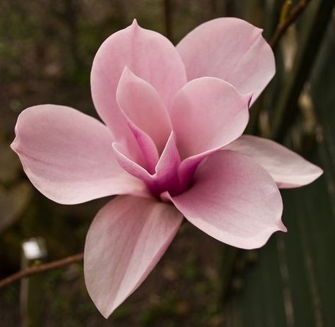 Pink Magnolia Tattoo Nature, Pink Magnolia, Pink Flower, In The Garden, The Garden, Magnolia, Flowers, Pink, Nature