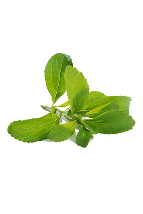 Stevia’s sweetness, and the sweetness of stevia leaf extract, comes from the sweet molecules within the leaf called steviol glycosides. Steviol glycosides each have a different taste profile and sweetness level. They can be up to 350 times sweeter than sugar and can be used to maintain the sweet taste in food and beverage products without the calories. Sweetness Level, Food And Beverage, The Leaf, Sweet Taste, Stevia, The Sweet, Plant Leaves, Canning, Plants