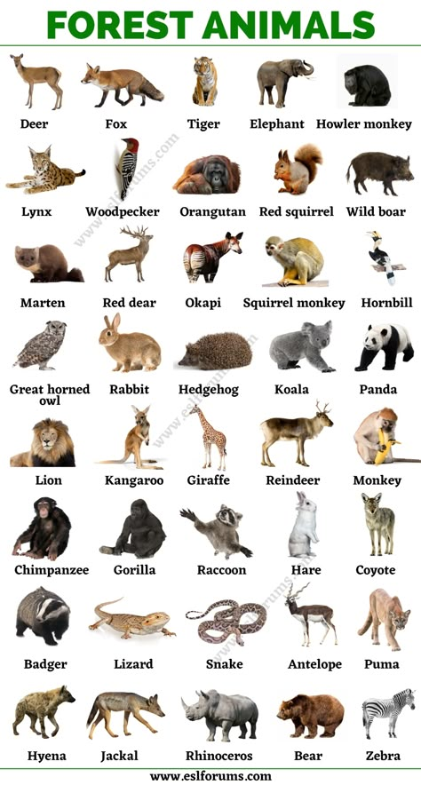 Animals Pictures For Kids, Forest Animal Pictures, Animals Name With Picture, Forest Animals Art, Forest And Animals, Animals In Forest, Animal Chart, Animal List, Animals In The Forest