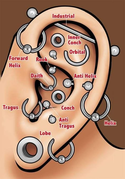 Ušný Piercing, Different Types Of Piercings, Piercing Face, Piercing Bouche, Ear Piercings Chart, Piercing Chart, Piercing Conch, Types Of Ear Piercings, Piercing Inspo