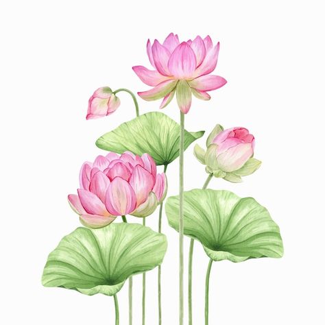 Pink Lotus Painting, Lotus Chinese Painting, Lotus Flower Leaves, Lotus Watercolor Painting, Pichwai Lotus, Lotus Flower Illustration, Water Lily Design, Lotus Illustration, Lotus Watercolor