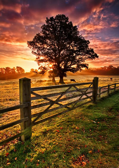 Beautiful Tree Photography, Photography Scenery, Rural Photography, Uk Landscapes, Winter Illustration, Landscape Photography Nature, Tree Photography, Life Ideas, Autumn Scenery