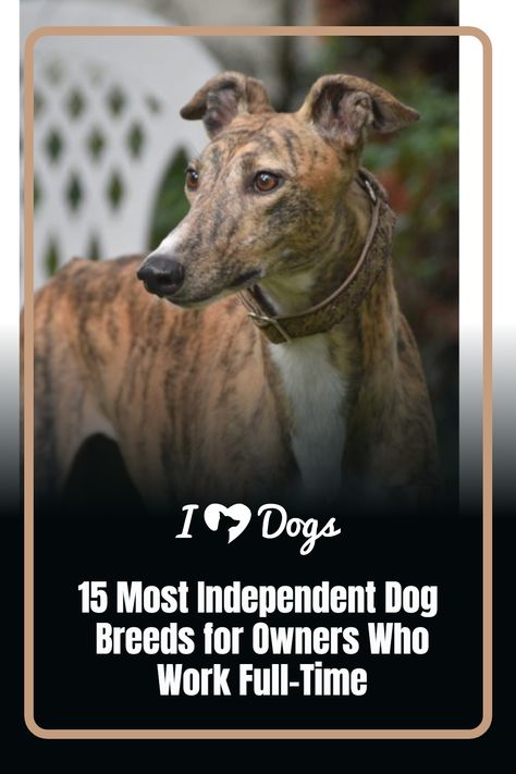 15 Most Independent Dog Breeds for Owners Who Work Full-Time Full Time, Couch Potato, Human Interaction, Bull Mastiff, Full Time Work, Alaskan Malamute, Cairn Terrier, Regular Exercise, Scottish Terrier