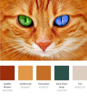 Color Palette Scheme Design Inspiration Orange Cat | Color Palette Scheme Design Inspiration Cat Color Palette, Scheme Design, Colour Pallets, Color Palette Yellow, Color Pallete, Color Schemes Colour Palettes, Color Techniques, Color Palate, Design Seeds