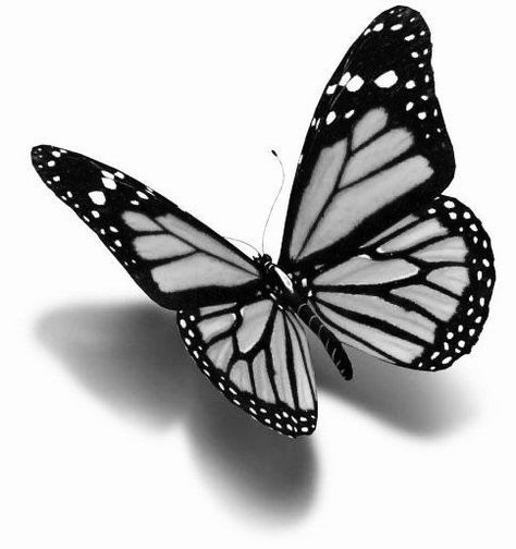 Realistic Butterfly Tattoo, Borboleta Tattoo, Butterfly Tattoos Images, Black Butterfly Tattoo, Butterfly Tattoo Stencil, 3d Butterfly Tattoo, Butterfly Hand Tattoo, Butterfly Art Drawing, Butterfly Black And White