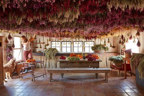 Designing With Dried Flowers - The Flowering Farmhouse Dried Flower Hanging, Hanging Installation, Drying Flowers, Garden Workshops, Fall Bulbs, Cozy Christmas Decor, Flower Room, Flower Panels, Flower Farmer