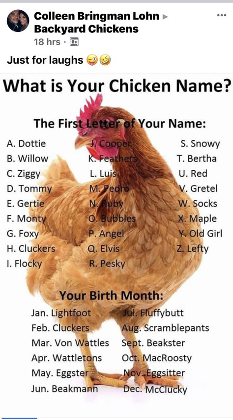 Aussie Memes, Backyard Chicken Farming, Keeping Chickens, Chicken Lady, Backyard Chicken Coops, Funny Names, Chicken Diy, Chicken Humor, Pet Chickens