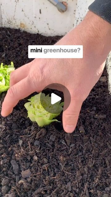 Danielle | Urban Homesteading on Instagram: "Did you know you can turn an old window or door into a mini greenhouse? This is your sign to find one and make your own greenhouse this fall and continue to eat fresh grown food from your backyard. 

#greenhouse #diygreenhouse #minigreenhouse #homesteading #homesteadlife #homesteading #gardening #homemade" Garden Winter, Eat Fresh, Winter Green, Backyard Greenhouse, Urban Homesteading, Mini Greenhouse, Diy Greenhouse, Green House, Winter Garden