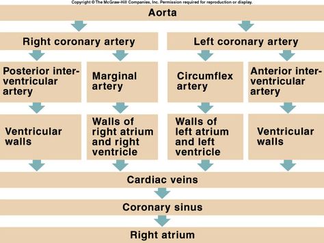 Coronary Circulation Flow Chart, Facts About Heart, Anesthesia School, Anatomy Of The Heart, Cardiac Cath, Coronary Circulation, Nurse Anesthesia, Medical Textbooks, College Nursing