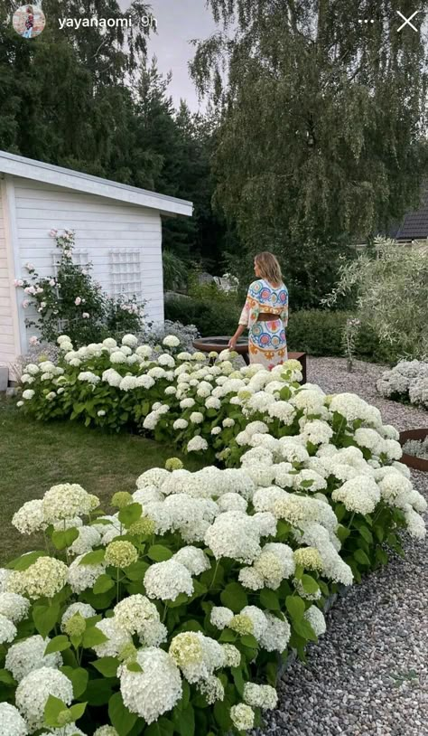 Border Gardens, Hydrangea Landscaping, House Landscaping, Garden Inspo, In Front Of House, Home Landscaping, Backyard Inspo, White Gardens, Garden Borders