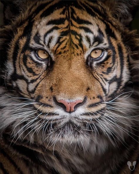 Tiger Lover (@tigerlover.vn) posted on Instagram: “Those eyes!!😍🐯 Beautiful picture give us your thoughts!👇 Share with someone that would love this post!🐅 📷 @kapturepic - - Credits to…” • Jun 11, 2022 at 10:29am UTC Big Cats Photography, Tiger Tattoo Design, Eyes Beautiful, Tiger Eyes, Tiger Pictures, Caption This, Tiger Tattoo, Cat Photography, A Tiger