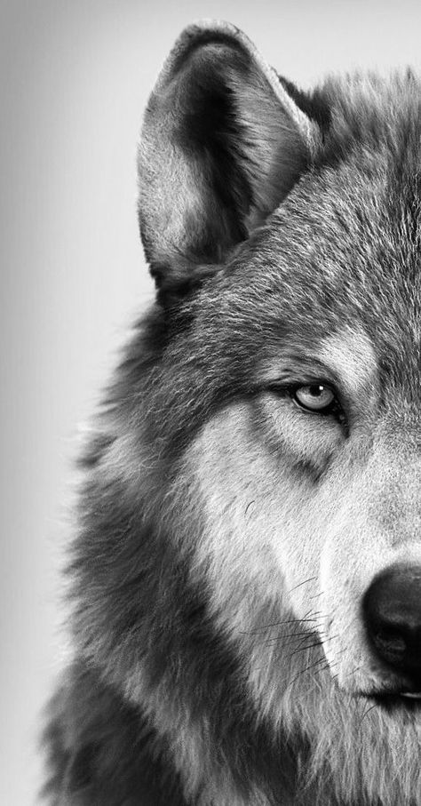 Regard Animal, Wolf Photography, Wild Animals Pictures, Wolf Photos, Wolf Spirit Animal, Wolf Wallpaper, Wolf Love, Wolf Pictures, Wolf Spirit