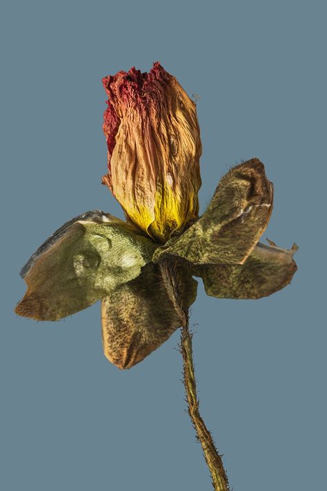 Earth Tone Flowers, Dried Poppy, Bloom Blossom, Macro Shots, Tulip Flower, Tulips Flowers, Poppy Flower, Free Illustrations, Gray Background