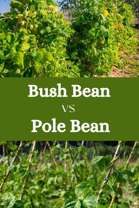 Check this article if you want to know what the difference is between pole bean vs bush bean, but also how to plant and grow these low-maintenance plants. Growing Bush Beans, Growing Beans, Growing Carrots, Bush Garden, Bean Plant, Bush Beans, Pole Beans, Growing Gardens, Best Beans