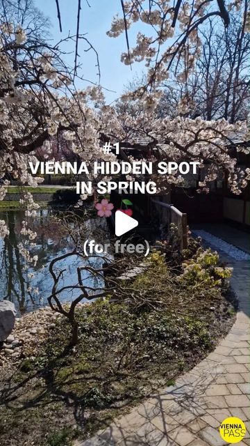 VIENNA SIGHTSEEING TOURS on Instagram: "Big news🌸🌸🌸!

The most instagrammable cherry blossoms in Setagayapark in Vienna are currently blooming🍒📸!!! 

Comment below who you will take on a romantic walk in the Japanese Garden this spring🫶

.
.
.

#hiddengems #viennanow #springinvienna #thingstodo #viennatravel" Vienna Sightseeing, Romantic Walk, Vienna Travel, Big News, Favorite City, Japanese Garden, Cherry Blossoms, A Romantic, Vienna