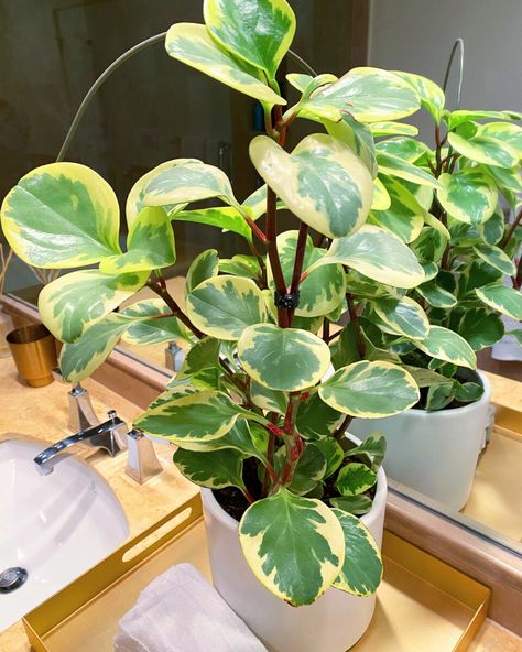 Baby Rubber Plant, Hindu Rope Plant, Peperomia Obtusifolia, Peperomia Plant, Moth Orchid, Chinese Money Plant, Rubber Plant, Best Indoor Plants, Low Light Plants