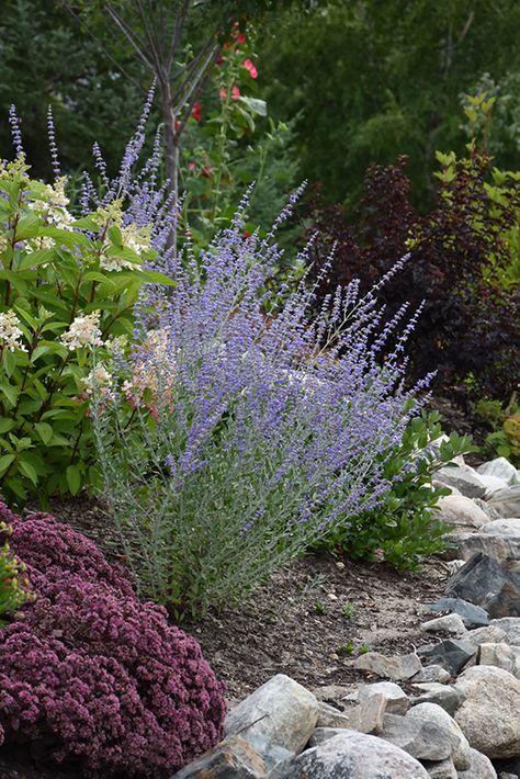 Perovskia Blue Spire Combination, Oconomowoc Wisconsin, Bird Pet, Sun Bed, Russian Sage, Low Water Gardening, Garden Plan, Front Landscaping, Grasses Garden