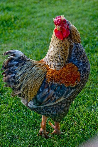 Don't I look good! | Jocelyn Kinghorn | Flickr Fancy Chickens, Beautiful Chickens, Hen Chicken, Chickens And Roosters, Chicken Art, Chicken Breeds, Pet Chickens, Raising Chickens, Pretty Birds