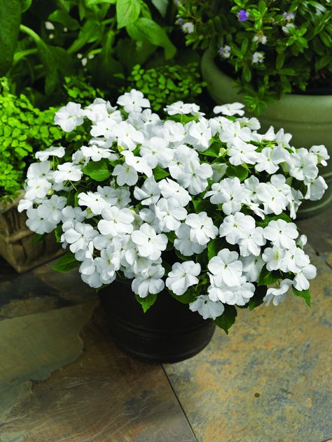 IMPATIENS walleriana ACCENT PREMIUM WHITE White Impatiens, Impatiens Flowers, White Flowers Garden, White Flowering Plants, White Flower Pot, Summer Planter, Box Flowers, Planter Garden, Garden Border