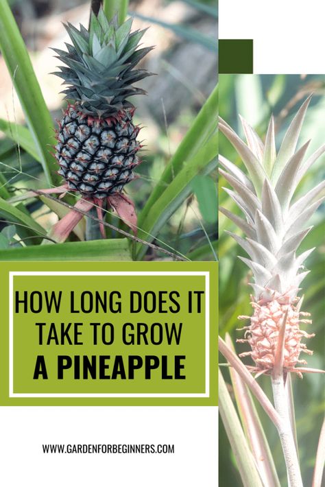 How Long Does It Take To Grow a Pineapple Pineapple Top Plant, How To Grow A Pineapple, Growing A Pineapple, Planting A Pineapple Top, Grow Pineapple, Regrow Pineapple Top, Pineapple Plant From Top, Pineapple Growing, How To Grow A Pineapple From The Top