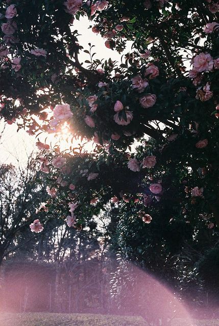 Plant Aesthetic, Trendy Flowers, Aesthetic Grunge, Grunge Aesthetic, Pink Aesthetic, Dark Aesthetic, Pretty Pictures, Secret Garden, Dahlia