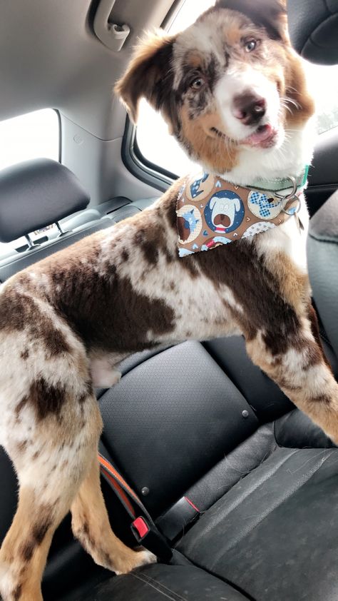 Australian Shepherd Short Haircut, Australian Shepherd Haircuts, Mini Aussie Grooming Styles, Mini Australian Shepherd Haircut, Shaved Aussie Dog, Mini Aussie Haircut Styles, Aussie Haircut Styles, Aussie Haircut, Australian Shepherd Haircut Styles