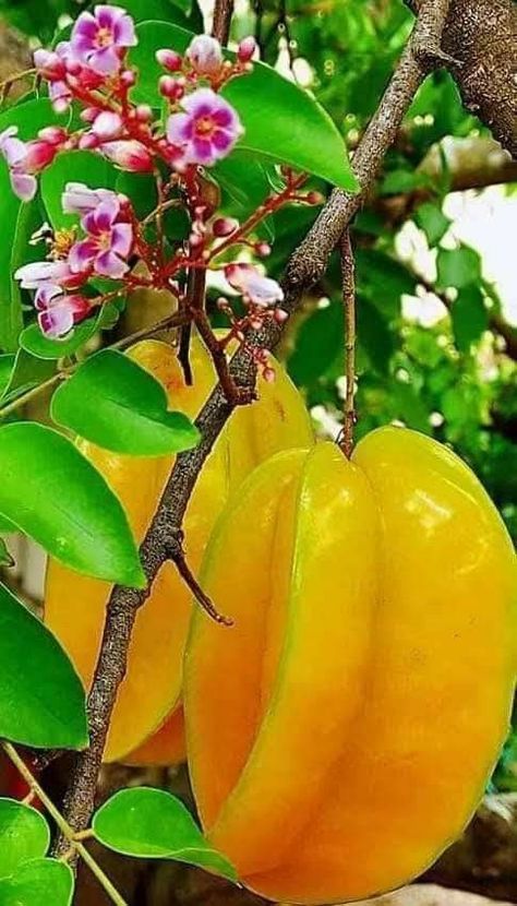 Tropical Fruit Photography, Fruit Paradise, Fruits And Vegetables Pictures, Vegetable Pictures, Fruits Images, Amazing Places On Earth, Types Of Fruit, Floral Wallpaper Phone, Fruit Photography