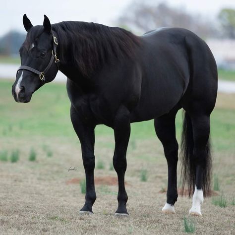 Black Quarter Horse Mare, American Quarter Horse Aesthetic, Quarter Horse Black, Black Quarter Horse, Quarter Horse Mare, Novel Aesthetic, Mounted Shooting, Mare Horse, Appaloosa Horse