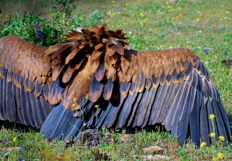 wings Griffin Anatomy, Crow Griffin, Bird Griffin, Griffin Vulture, Himalayan Griffon Vulture, Griffon Vulture, Akhal Teke Horses, Prehistoric Wildlife, Buzzard