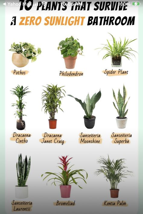 Inside House Plants, Best Bathroom Plants, Low Light House Plants, Indoor Plants Low Light, Easy House Plants, Household Plants, Backyard Oasis Ideas, Plant Care Houseplant, Healing Plants