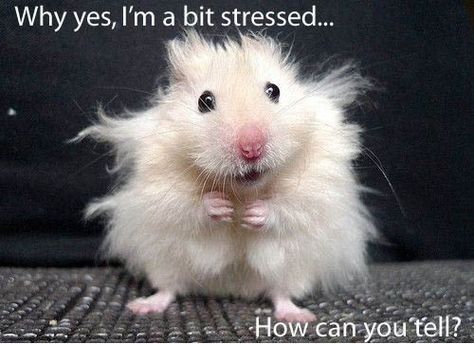 stressed hamster; Why yes, I'm a bit stressed ... How can you tell? Weird Hamster, Hamster Stuff, 웃긴 사진, Main Game, Funny Animal Memes, Hedgehogs, E Card, Hamsters, Gorillaz