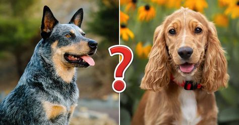 Is there anything better than dogs? Dog Quizzes, Dog Breed Quiz, Spanish Water Dog, English Coonhound, Redbone Coonhound, Norfolk Terrier, Greater Swiss Mountain Dog, Swiss Mountain Dogs, Norwich Terrier