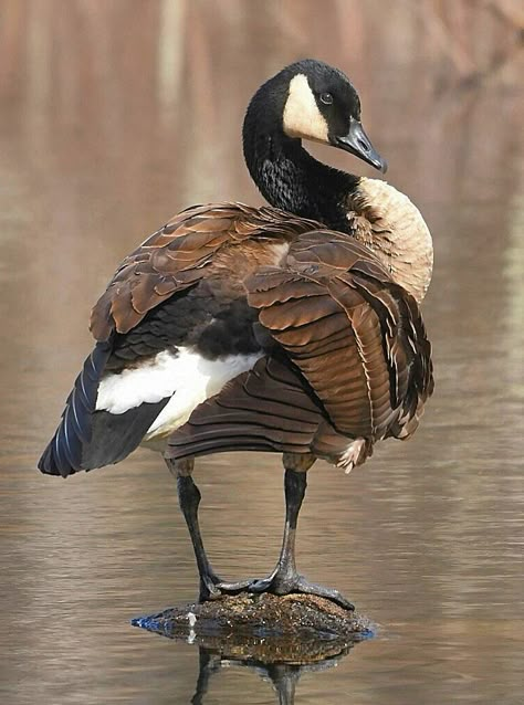 Canada goose. Canadian Goose Illustration, Canada Goose Bird, Watercolor Geese, Goose Photography, Ducks Photography, Geese Photography, Wings Sketch, Necklace Clay, Canadian Geese