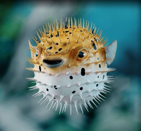 PUFFER FISH--THE SPIKES ARE POISONOUS Blow Fish, Vbs Ideas, Puffer Fish, Beautiful Sea Creatures, Water Animals, Underwater Creatures, Ocean Fishing, Underwater Life, Exotic Fish