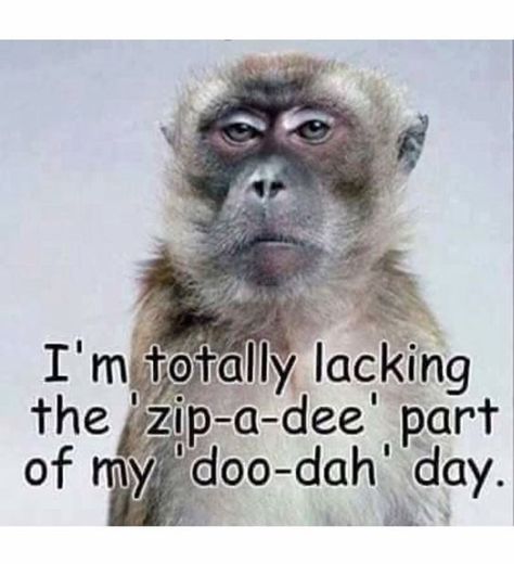 I'm totally lacking the 'zip-a-dee' part of my 'doo-dah' day. Snarky Quotes, A Monkey, Witty Quotes, Funny New, Work Humor, Work Quotes, New Quotes, Sarcastic Quotes, Funny Signs