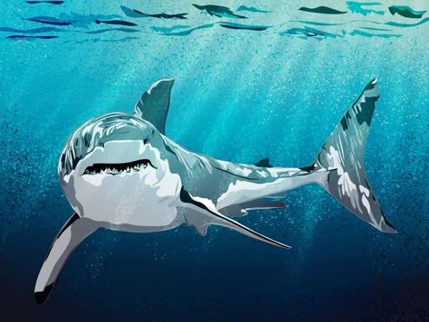 Great white shark pictures