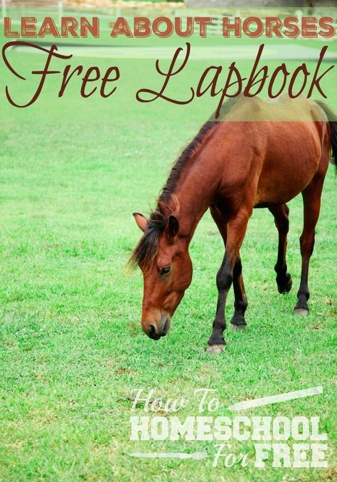 Free Printable Horses Lapbook Horse Beach, Notebooking Pages, How To Homeschool, Horse Lessons, Free Homeschool Printables, Horse Camp, Free Horses, Beach Walks, Horse Crafts