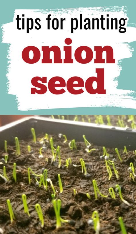 Growing Dates, Garden Onions, Diy Danie, Onions From Seed, Plant Onions, Winter Planting, Growing Onions From Seed, Onion Garden, Grow Onions