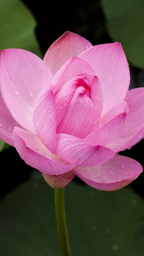 Iphone Wallpaper Lotus, Pink Lotus Wallpaper, Flor Iphone Wallpaper, Flower Images Wallpapers, Lotus Flower Wallpaper, Lotus Wallpaper, Lotus Flower Pictures, Iphone 6 Plus Wallpaper, Lotus Plant